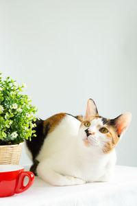 Cat sitting on floor against white background