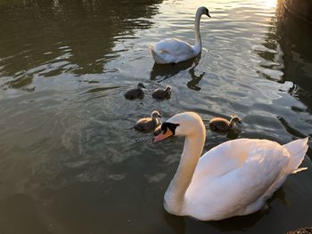 High angle view of swans swimming in lake