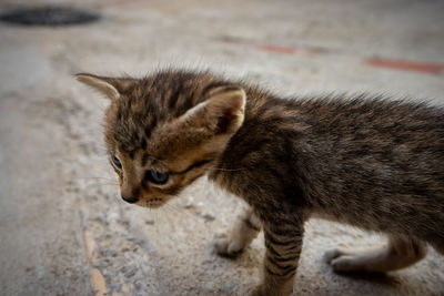 High angle view of cat