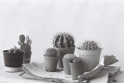 Close-up of cactus on table