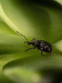 Close-up of insect