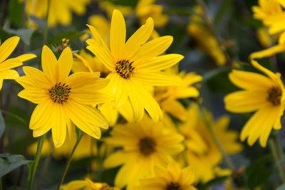 Close-up of yellow flowering plants in park