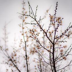 Low angle view of flowering plant against sky