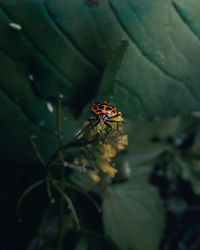 Close-up of butterfly on plant