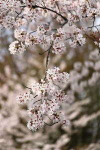 Close-up of cherry blossom tree
