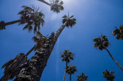 Low angle view of coconut palm trees against blue sky