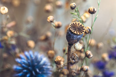 Close-up of purple flowering plant