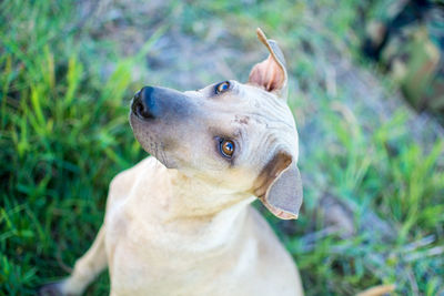Close-up of a dog looking away
