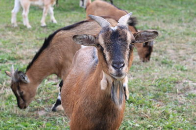 Portrait of deer on field