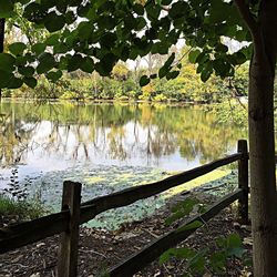Reflection of trees in water