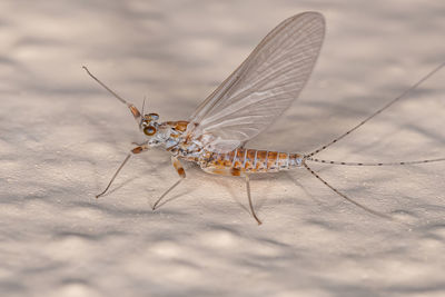 Close-up of insect