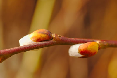 Close-up of fresh red chili peppers on plant