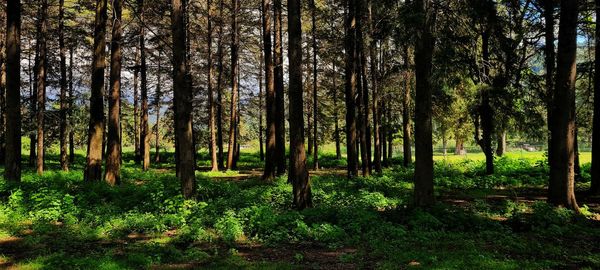 Trees in forest