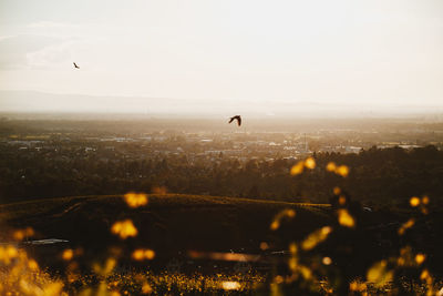 Bird flying over city against sky