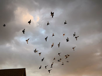 Low angle view of birds flying in sky