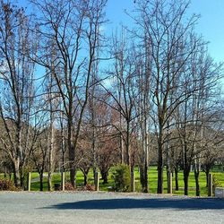 Bare trees on landscape