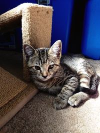 Close-up portrait of kitten sitting at home