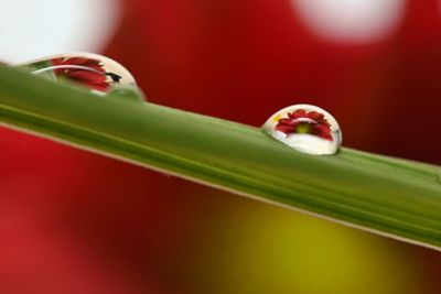 Close-up of water drop on red flower