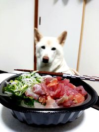 Close-up of meat in plate against dog