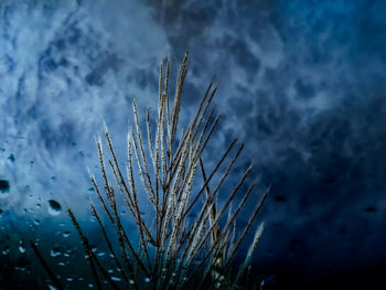 Low angle view of plants against sky during winter