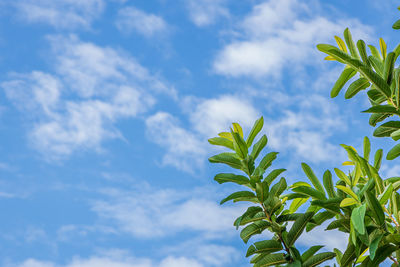 Low angle view of fresh green leaves against sky