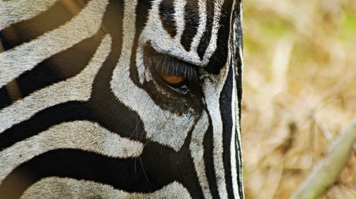 Close-up of zebra