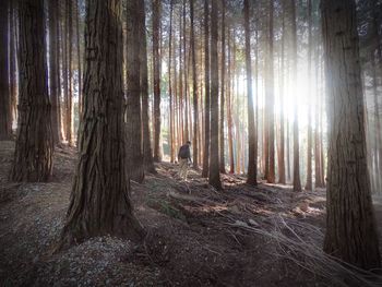 Scenic view of forest