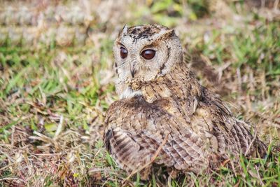 Portrait of owl on field