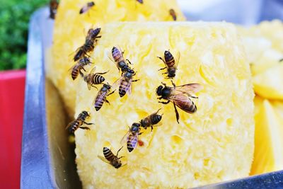 Close-up of bee on yellow pollen