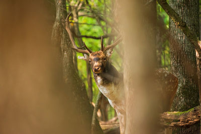 Portrait of deer in a forest