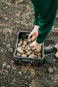 Low section of woman with potatoes