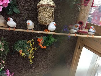 High angle view of birds on plants