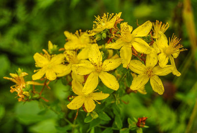 Close-up of yellow flowers blooming outdoors