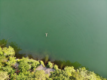 High angle view of duck swimming in lake