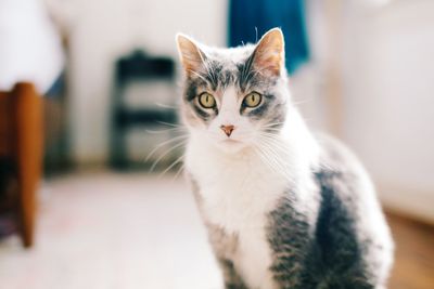 Close-up portrait of cat