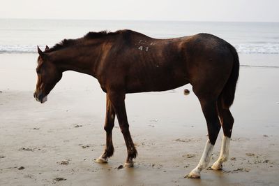 Horse standing on beach against sea