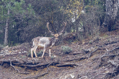 Deer standing on field