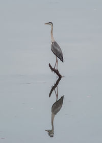 Bird in a lake