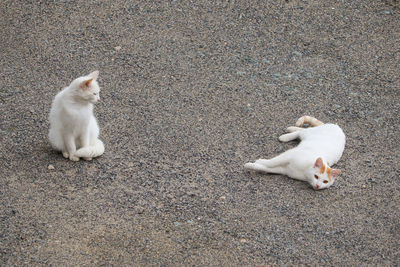 Two cats on gravel