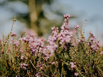 Close-up of pink flowering plants on field