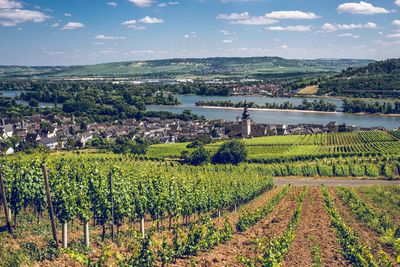 Scenic view of vineyard at rhine river