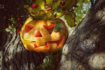 Close-up of pumpkin on tree trunk