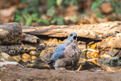 Beautiful bird shikra  huter of hawk drink water on pond