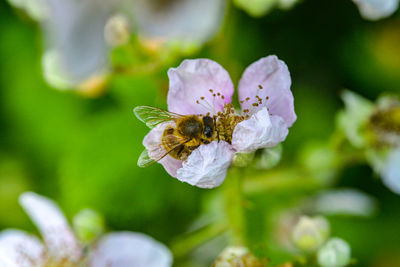 Close-up of bee pollinating on purple flower