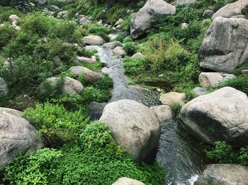 Plants and rocks by river in forest