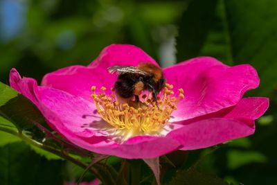 Close-up of bee pollinating on pink flower