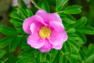 Close-up of pink rose flower