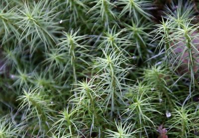 Full frame shot of succulent plants