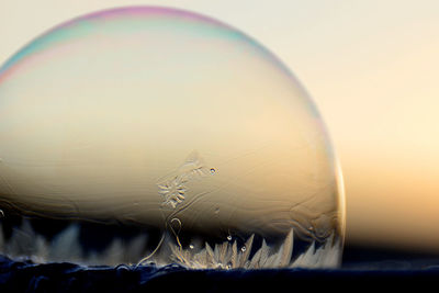 Close-up of bird in bubbles