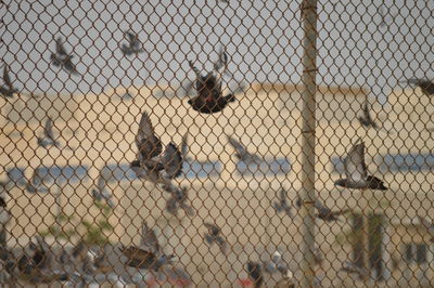 View of chainlink fence